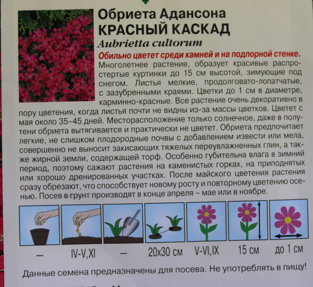 Обриета многолетняя описание и фото. Цветы Обриета Каскад. Обриета красный Каскад. Цветы Обриета рассада. Обриета многолетняя семена.