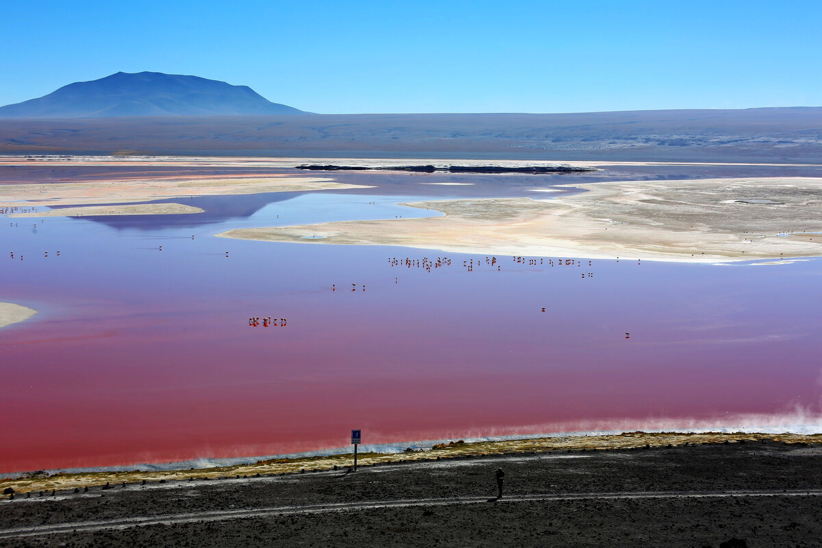 Национальный парк Eduardo Avaroa Andean Fauna, Лагуна Колорада (Альтиплано  Боливия). Па-де-де розовых фламинго.. | ПУТЕШЕСТВИЯ С ИНЕССОЙ ПЛАТОНОВОЙ |  Дзен