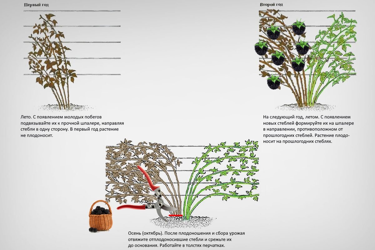 Как сажать ежевику схема