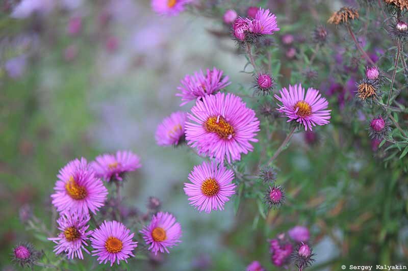 Астра новоанглийская