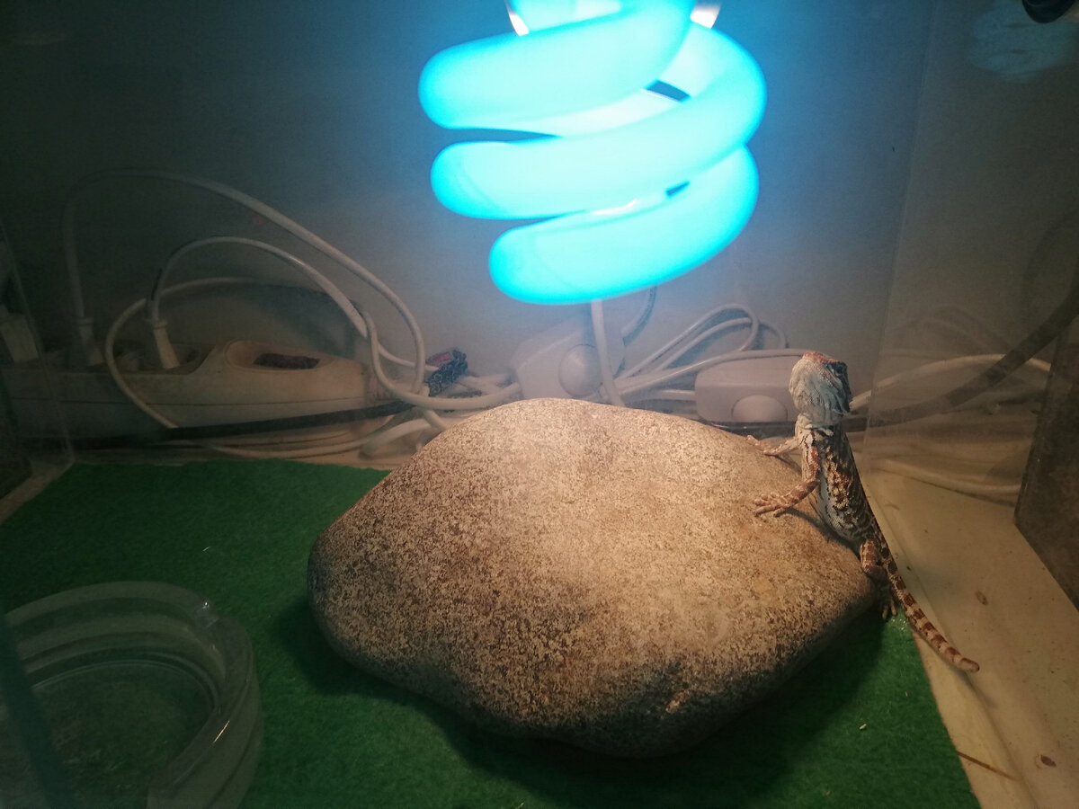 бородатая агама - один из наших питомцев. Кстати, эту с фото я уже продала