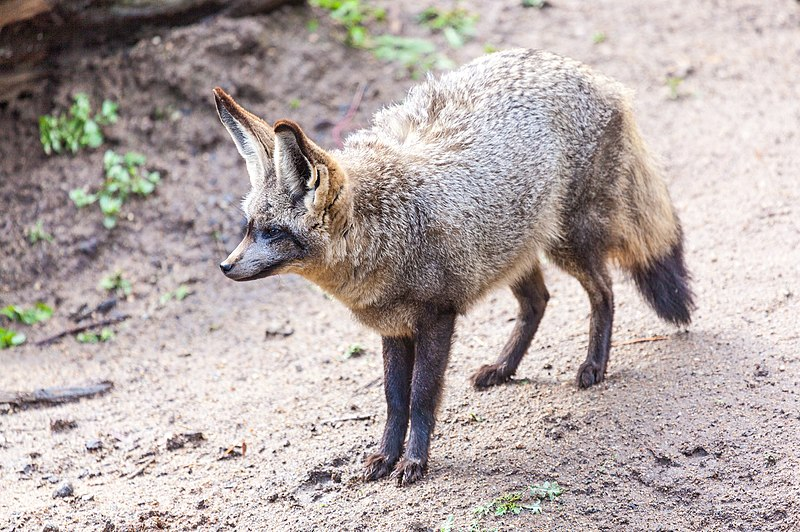 - Будто в другом месте без ушей хорошо