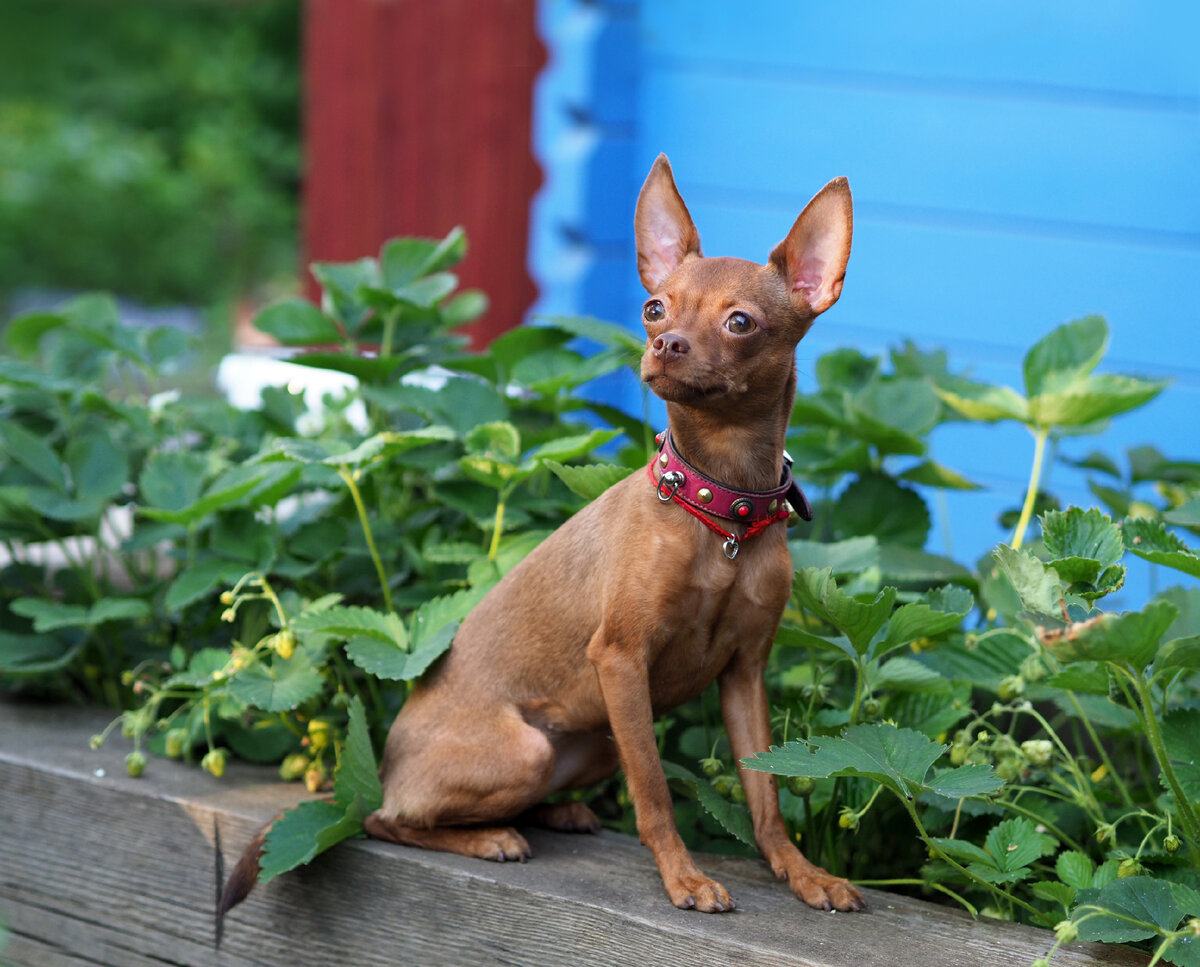  БЛУБЕРРИ НАЙТС ГОССИП ГЁЛ