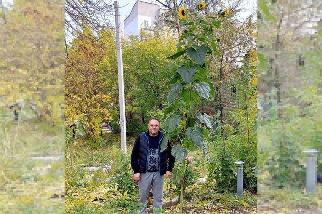    Что за гигантский подсолнух вырос в Нижегородской области?