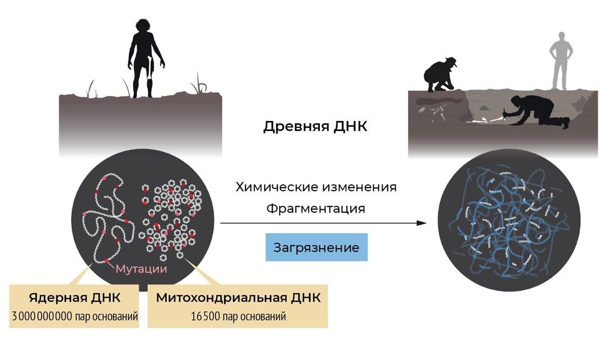    Схема, демонстрирующая сложность выделения древней ДНК для анализа© The Nobel Assembly at the Karolinska Institutet