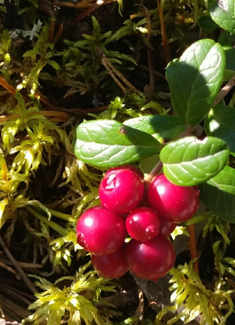 ТАК И ПРОСИТСЯ ЯГОДКА В РОТ.   Фото автора. Кира Спиркина