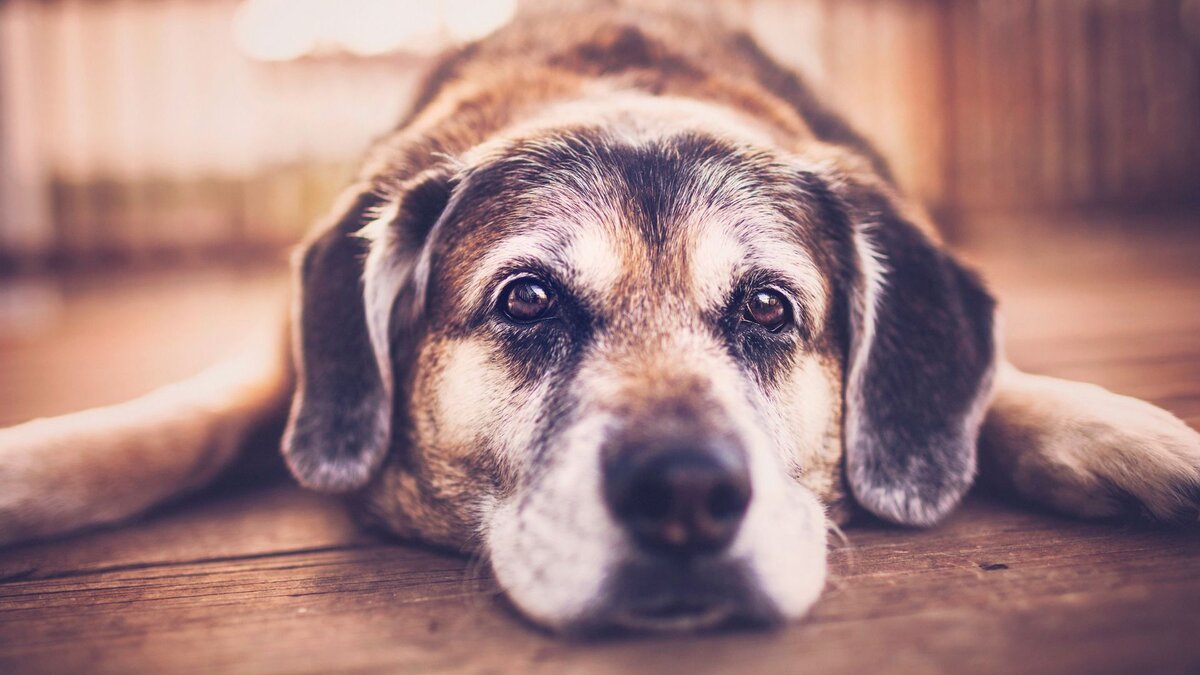 Чем кормить старых и пожилых собак: правильная техника кормления | Dog  Breeds | Дзен