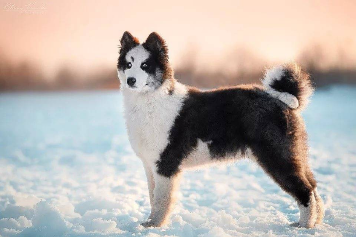 Якутские щенки