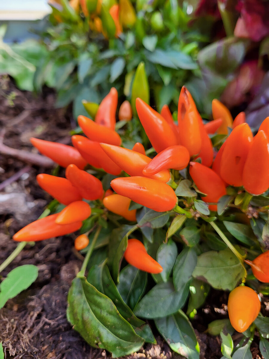 Острый перец Калейдоскоп - оранжевый