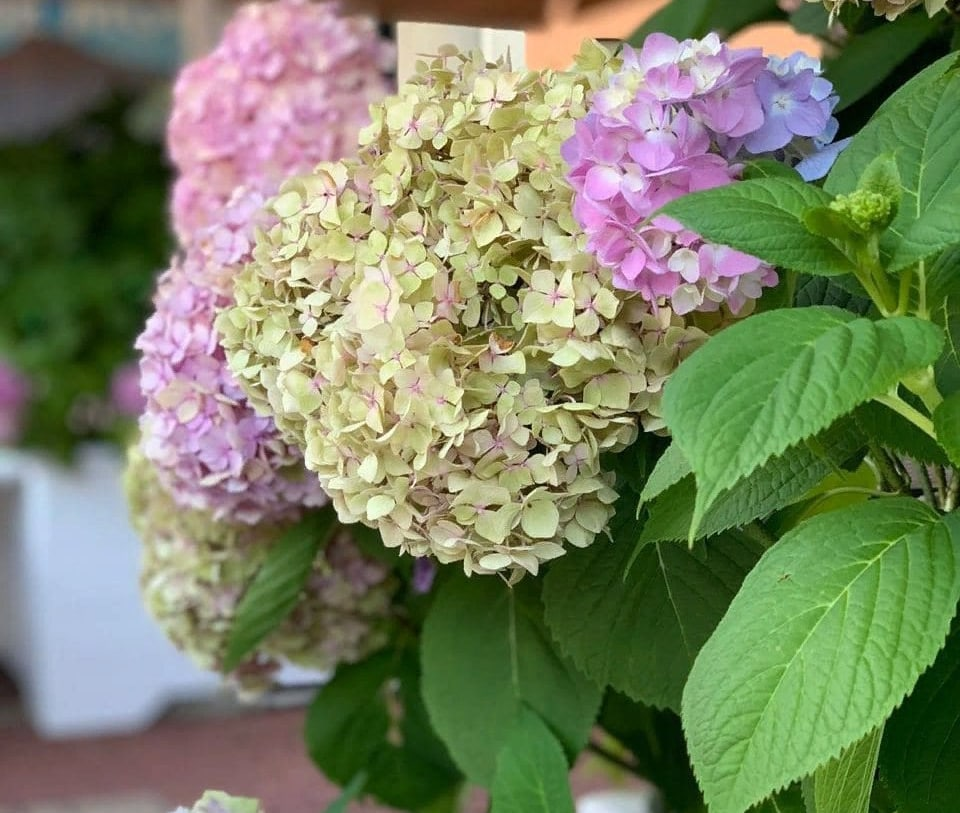 Зимовка крупнолистных гортензий В КАШПО