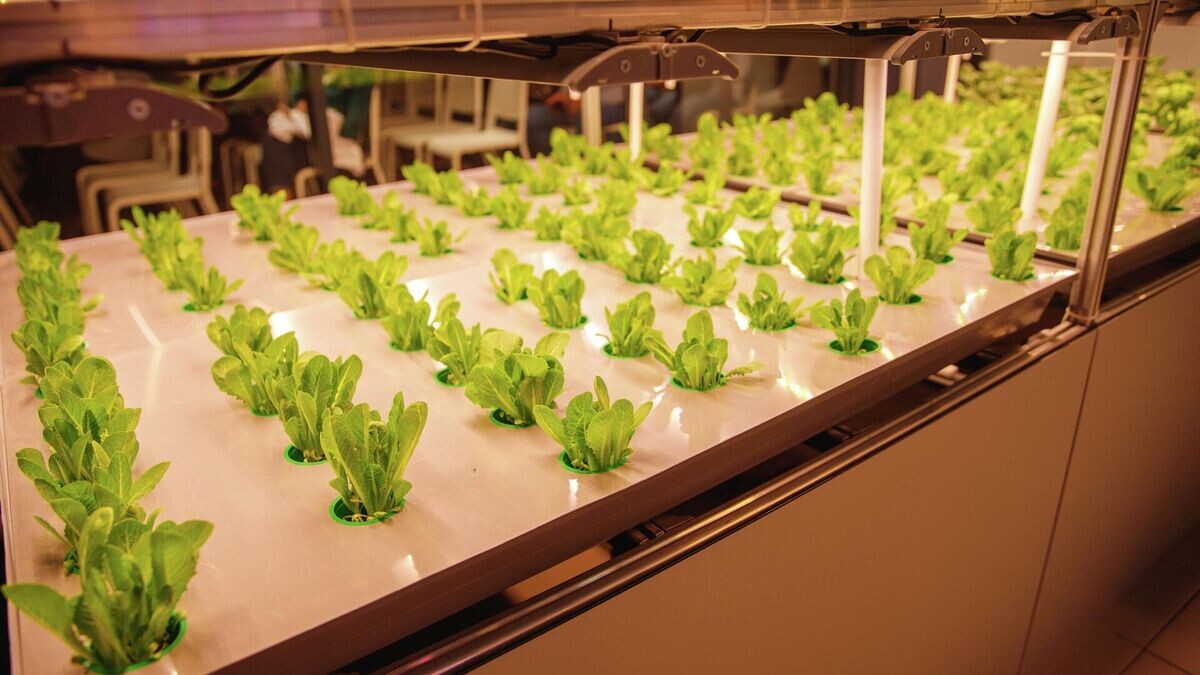    Салат Кранчитта — один из сортов, которые выращиваются в улучшенных условиях на ферме© Фото : СФУ