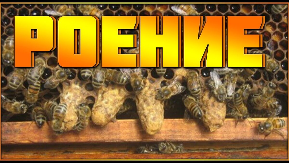 Роевые маточники