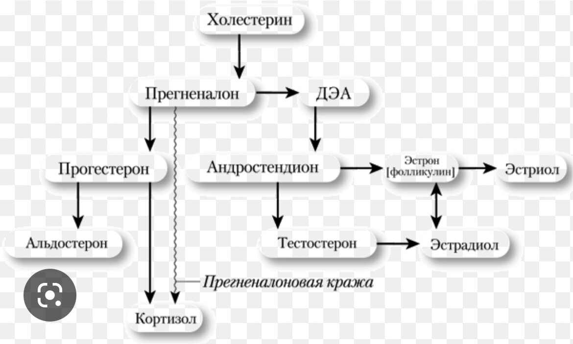 Эстрогендоминирование: миома и мастопатия | Доктор Гульнара Мазитова | Дзен