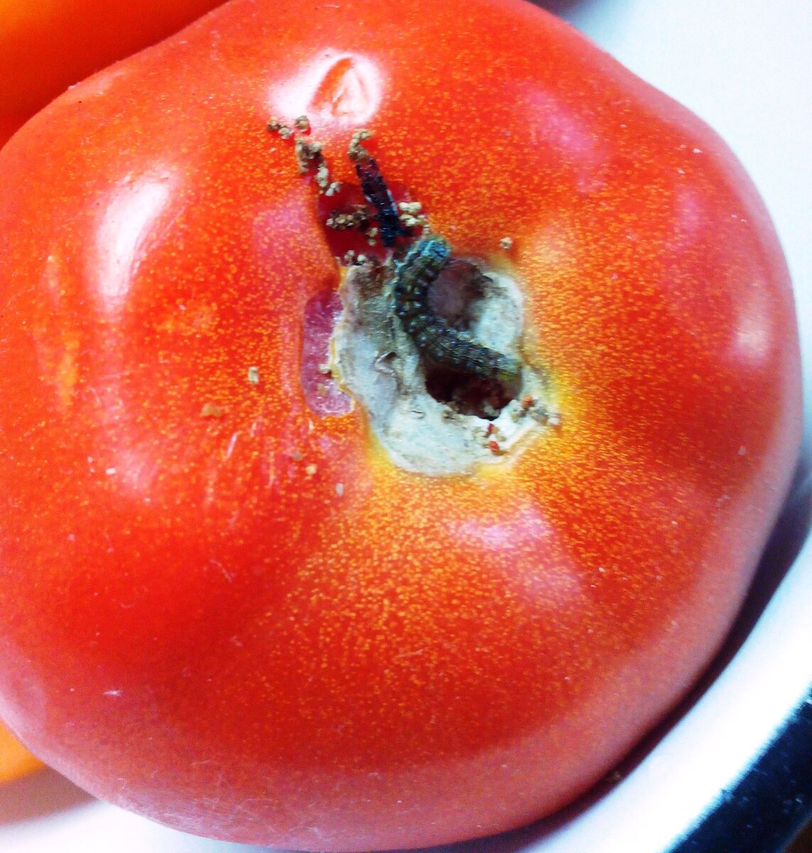 в т.ч. и помидорами...