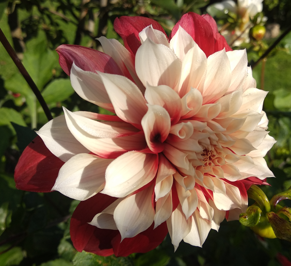 Многолетний георгин. Фото автора