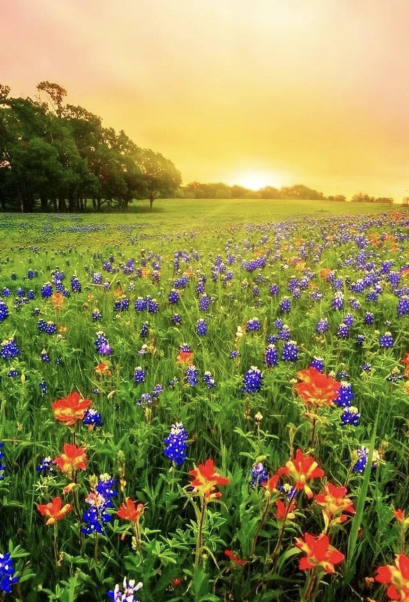 Горный алтай разнотравье долина. Полевые травы. Полевые ромашки. Луг цветы. Разнотравные луга в великобритании.