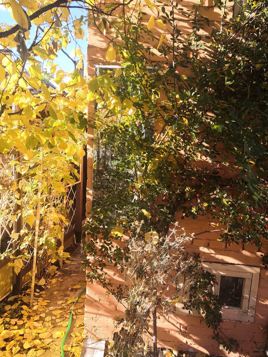 Осень в нашем дворике, найдите зеркало 😊