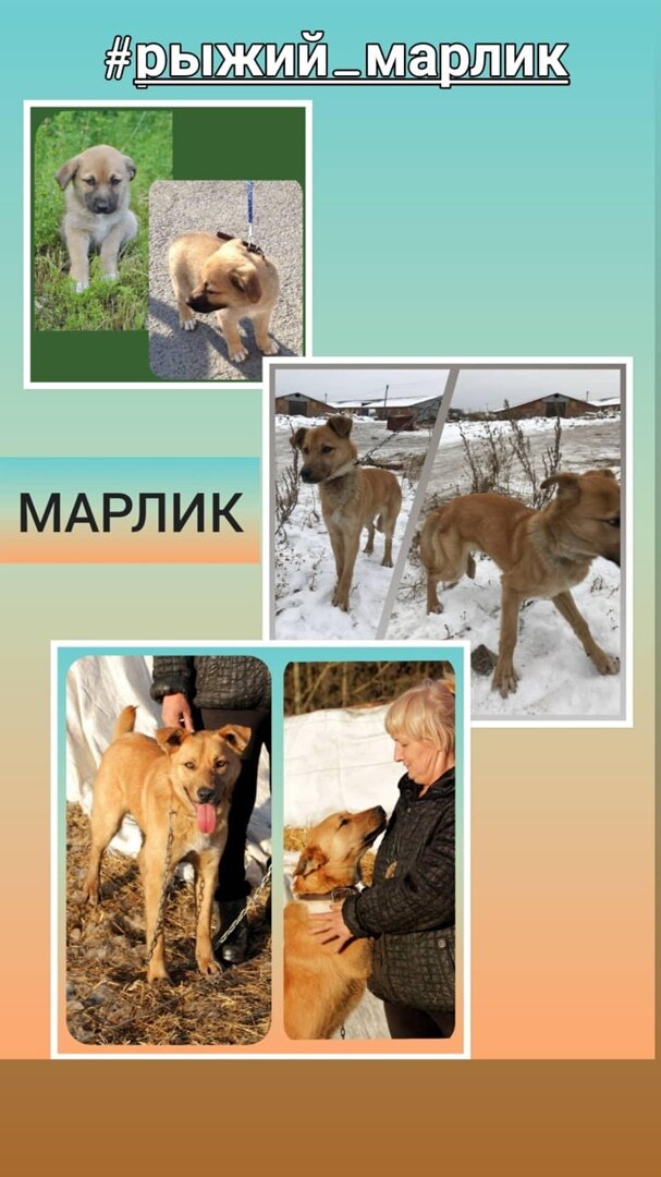 На фото - Марлик щенком, Марлик, когда приехал в Наде и Марлик спустя год
