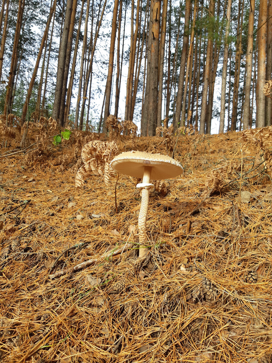 Большой гриб.