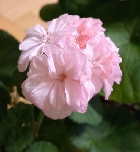 Нежнейшая Bold Princess изменяющая свою окраску в зависимости от сезона.