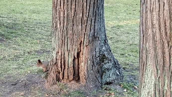 Белка на Липовой аллее