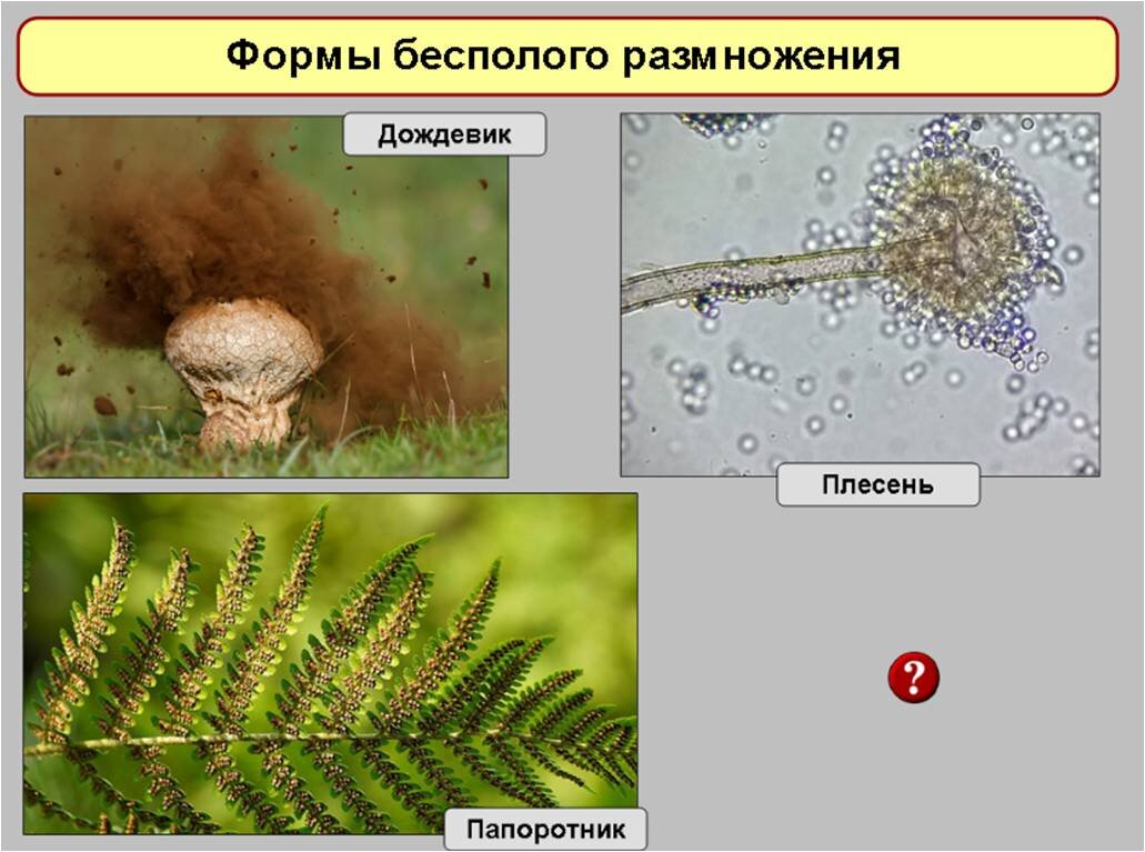 Размножение организмов вариант 2