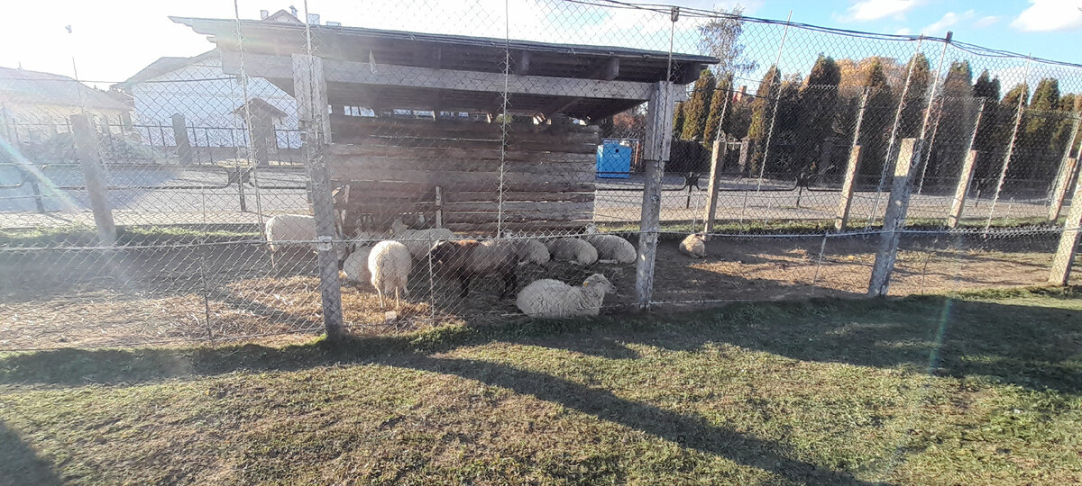 Вольер с овцами