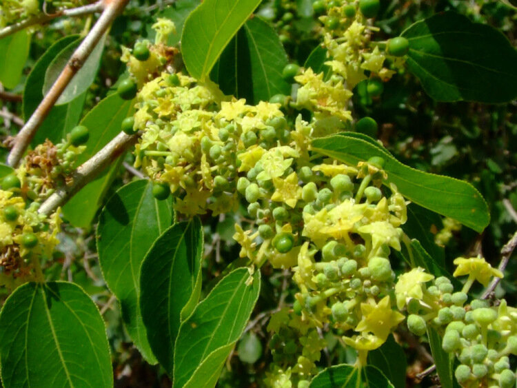 Скоро будет во всех садах