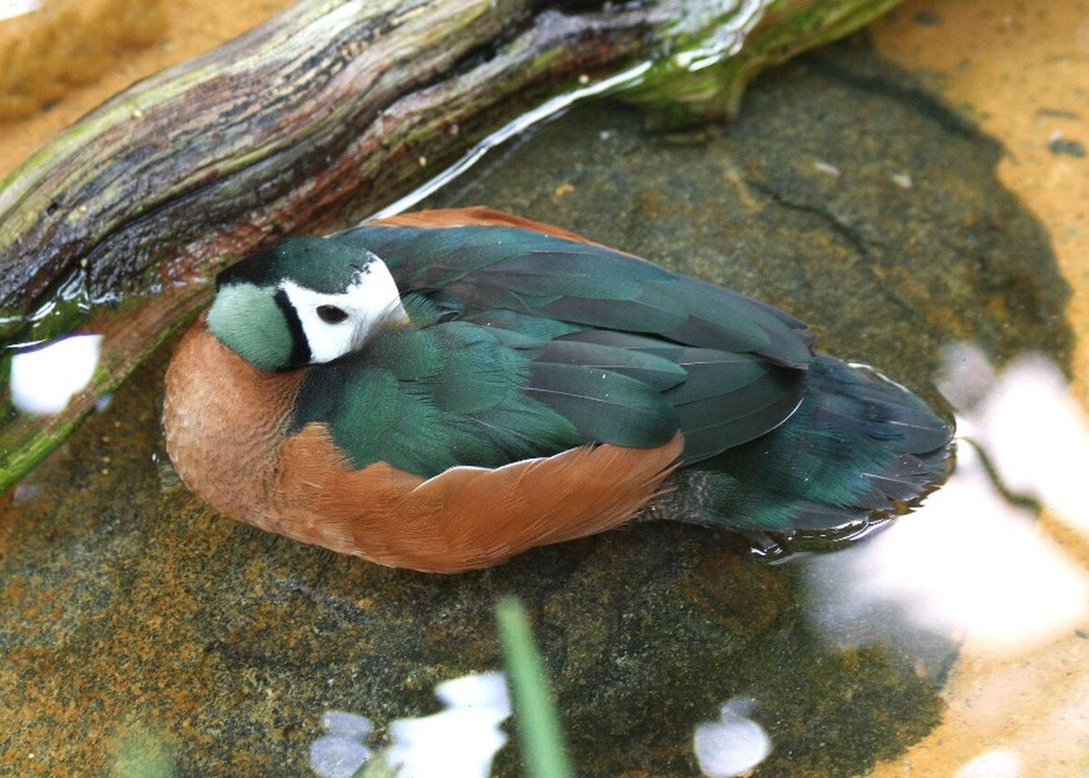 Африканский карликовый гусь. С сайта avise-birds.bio.uci.edu