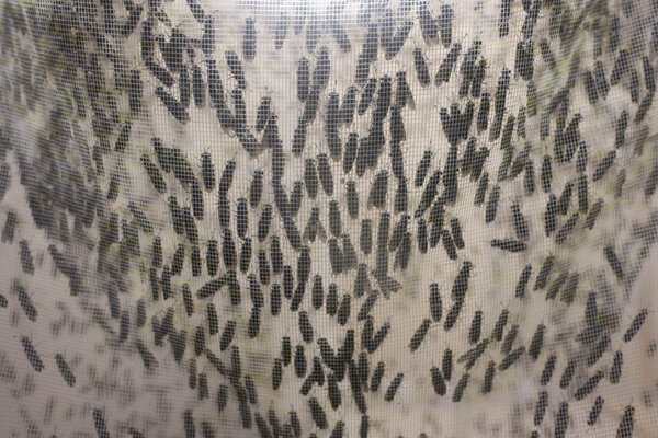 Муха Чёрная львинка. Фото © Тульская служба новостей