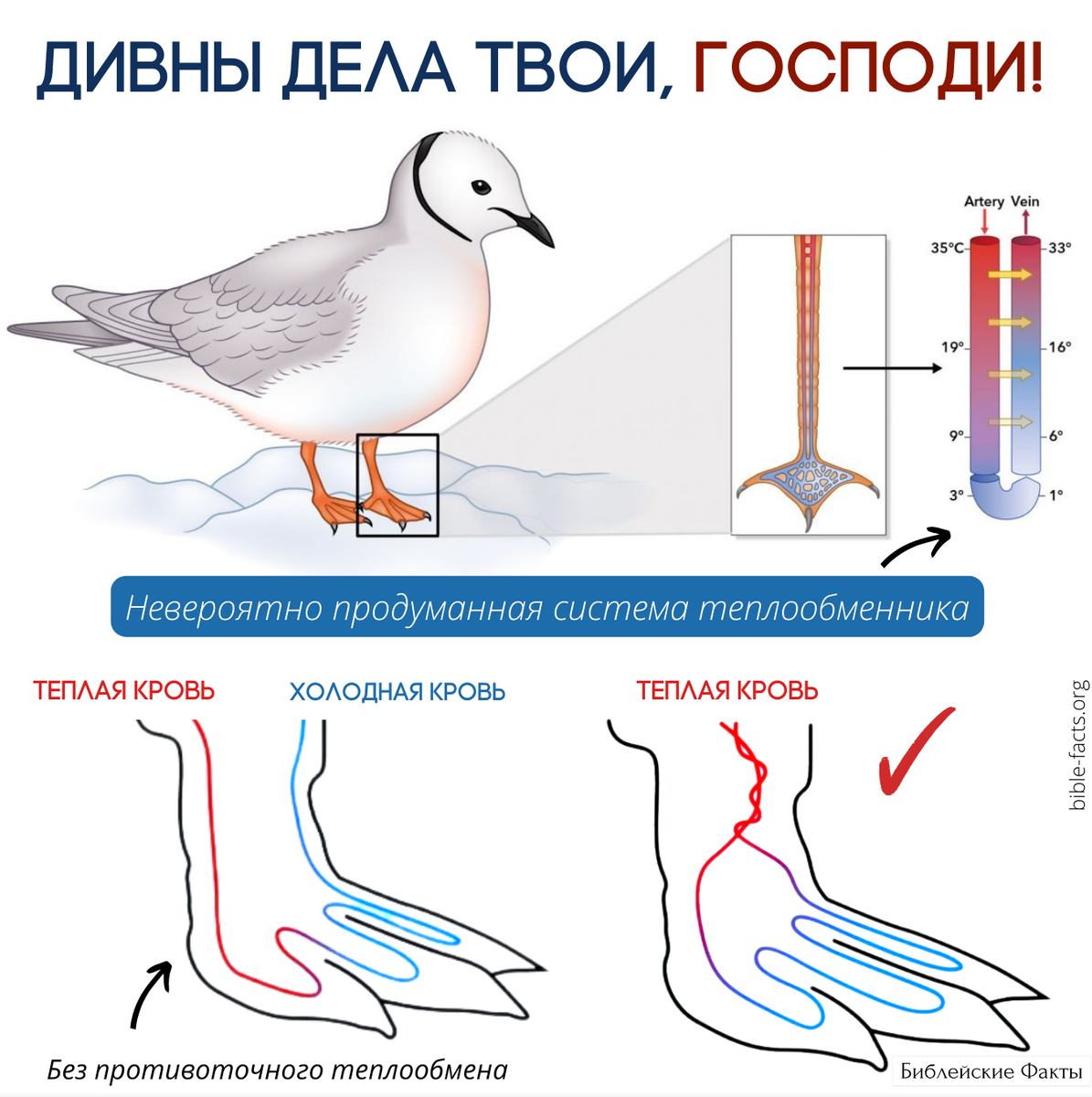 Почему мерзнут лапы. Почему у птиц не мерзнут лапы зимой. Замерзшая лапа птицы. Птицы замирание. У птиц не мерзнут ноги.