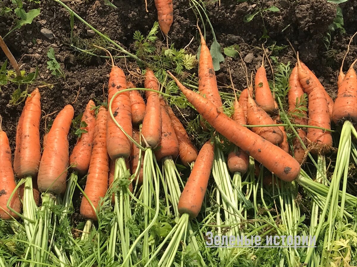 Прореживание моркови. Морковь семена. Удивительные корнеплоды. Семена моркови и свеклы. Выращивание моркови.