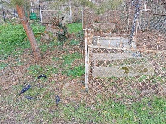     Тушки ворон на кладбище / Фото: t.me/chp_krd