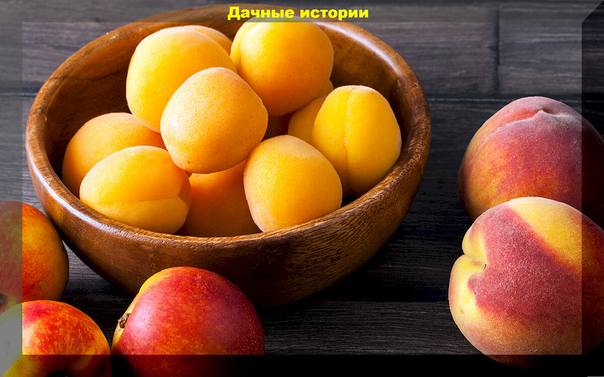 Фото абрикосов и персиков. Персик нектарин абрикос. Персик нектарин абрикос разница. Косточковые фрукты. Абрикос персиковый.