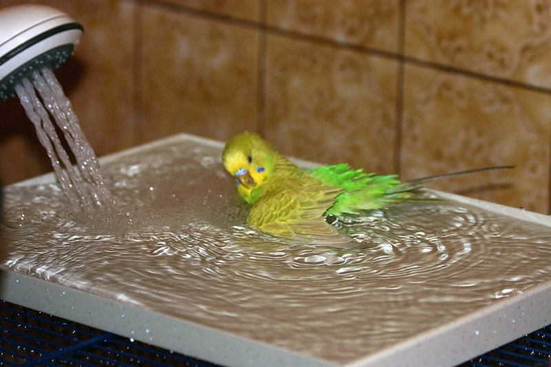 Можно мыть попугаев. Попугай купается. Попугай моется. Купание волнистых попугаев. Волнистый попугай.