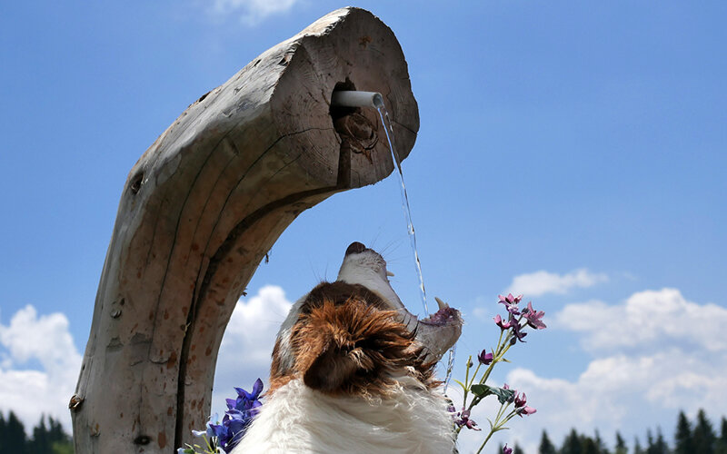 Любая идея по организации фонтана будет хороша- даже такая простая. Фото Jacky Barrit/Pixabay 