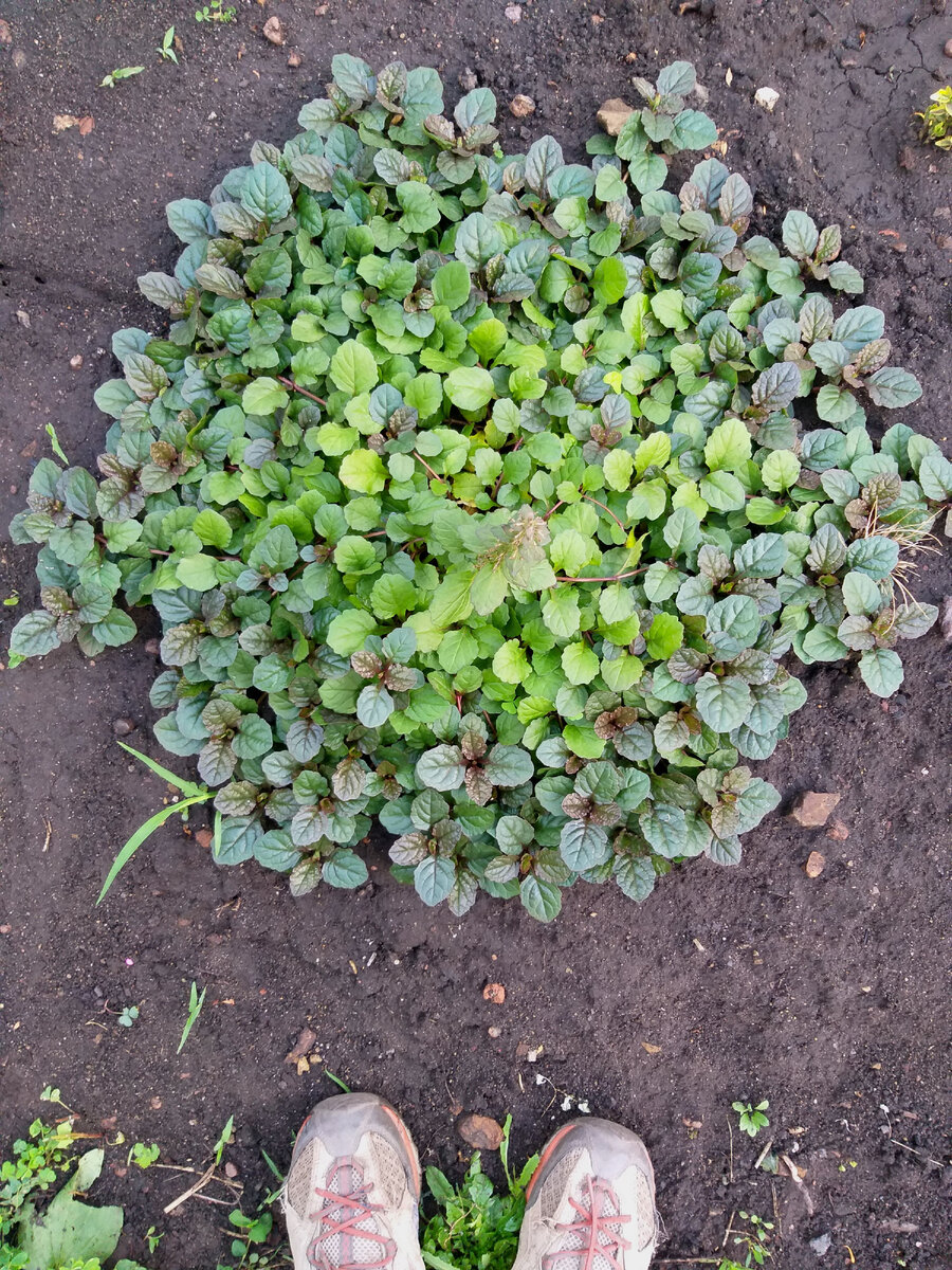 В прошлом году осенью это был маленький кустик - сантиметров 10 в ширину. А теперь это примерно 70 см в ширину. Разрастается молниеносно!