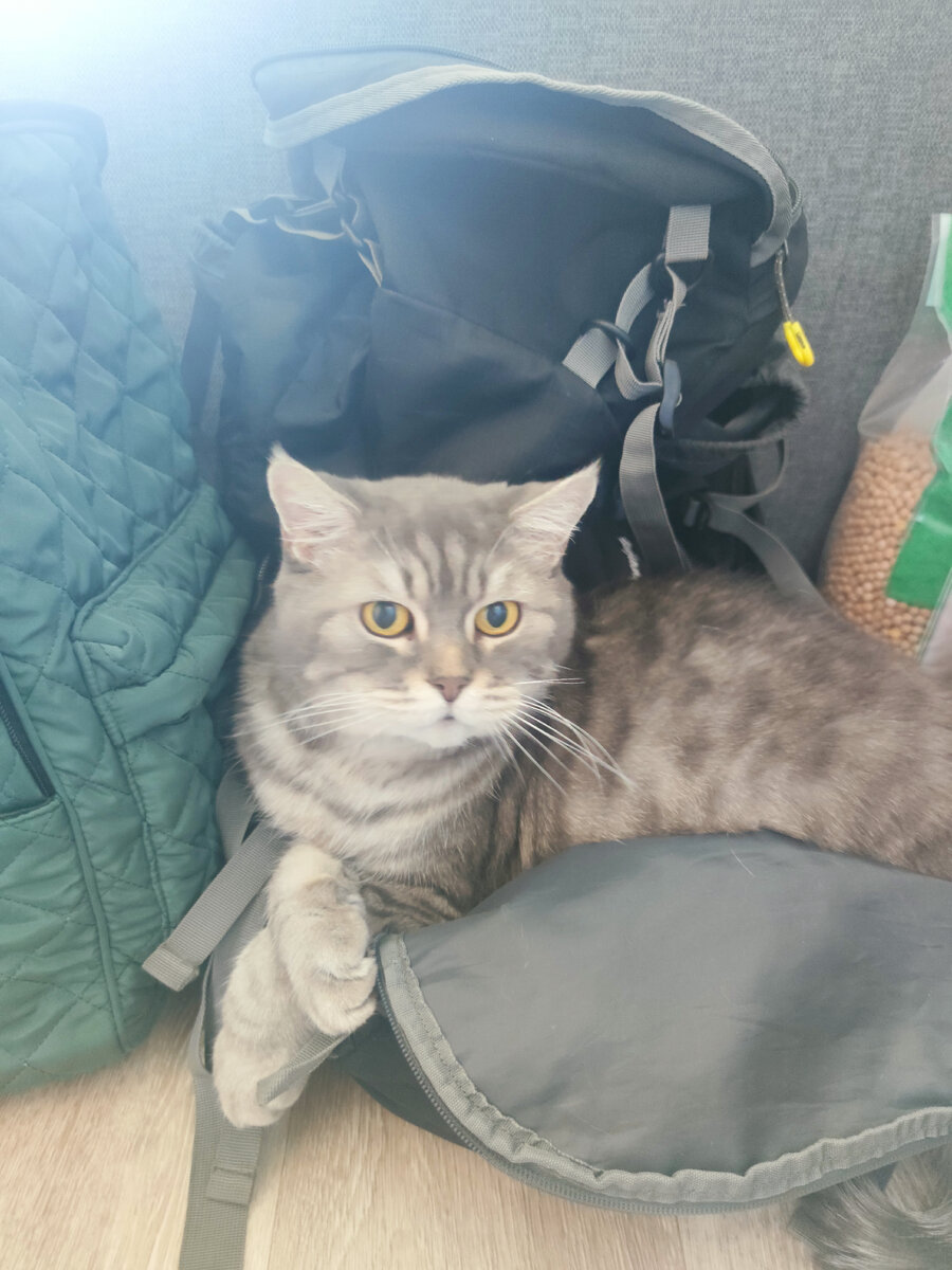 Кот приготовился к следующему путешествию