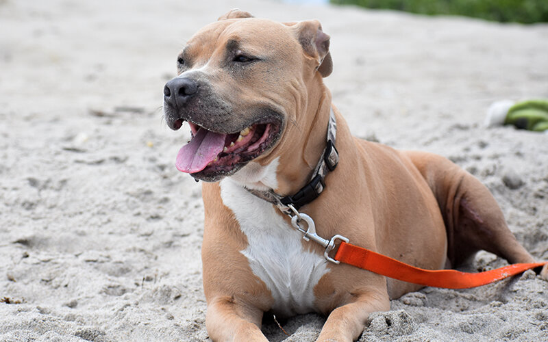 Собака, которая долго страдала от сильной боли, начала проявлять агрессию к сородичам. После операции боль ушла, но это не изменило её поведения. Почему? Фото Jools Theriault/Pixabay 