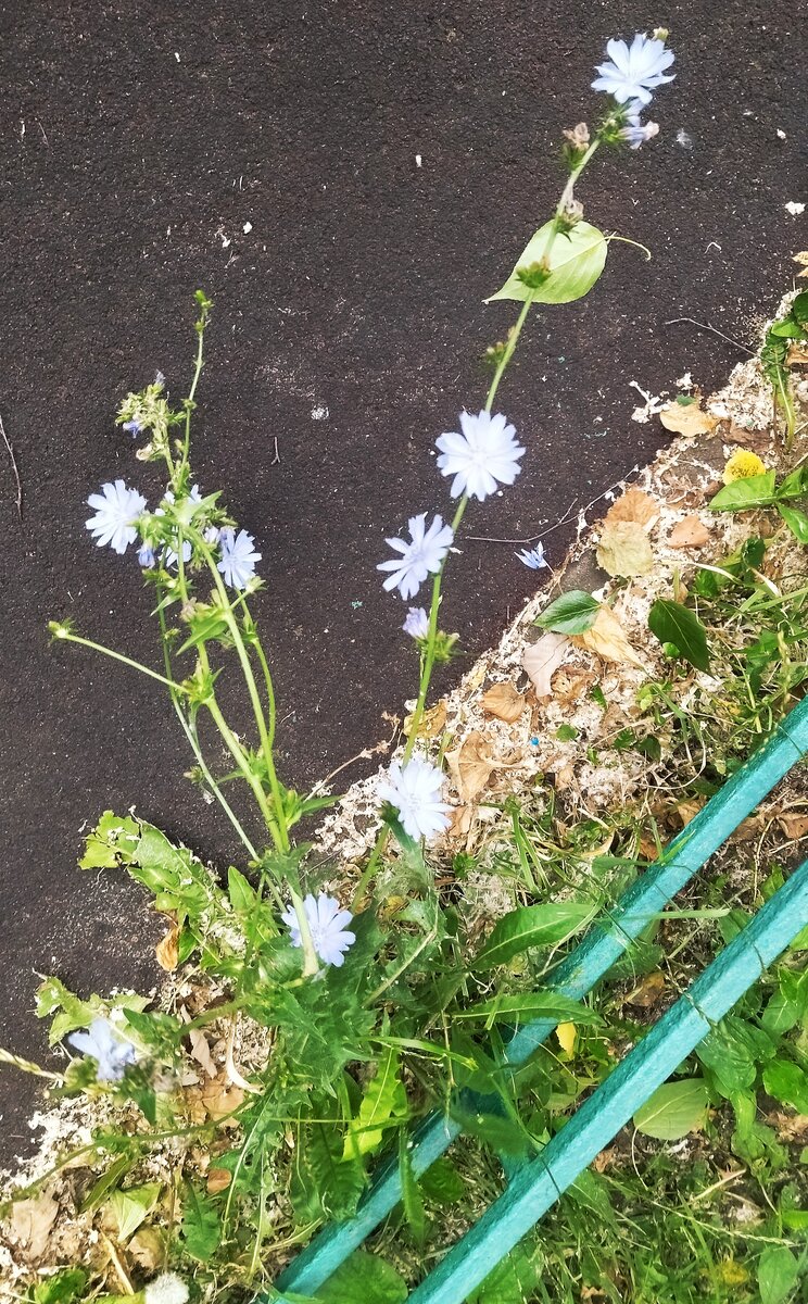 Просто цикорий цветëт на просто газоне. Прогулка моя. Фото моë. 