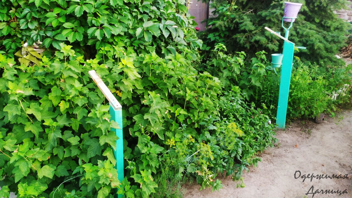 на эти стойки крепим укрытие для смородины