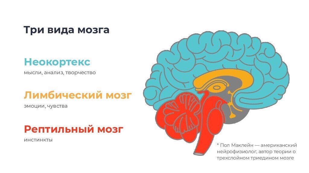 Рептильный мозг и неокортекс. Эмоции в мозге человека.