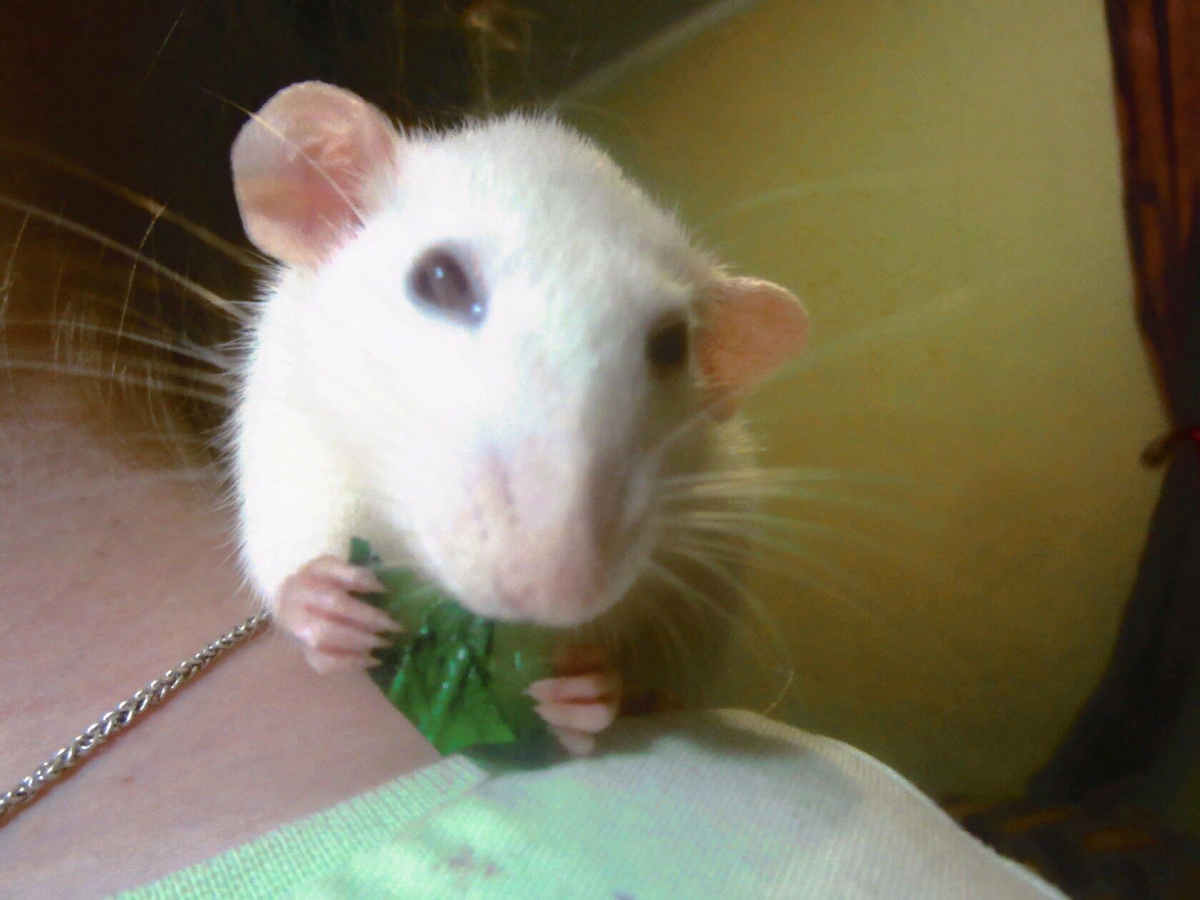 Яся любит кататься на плече и точить листья одуванчиков 🤗