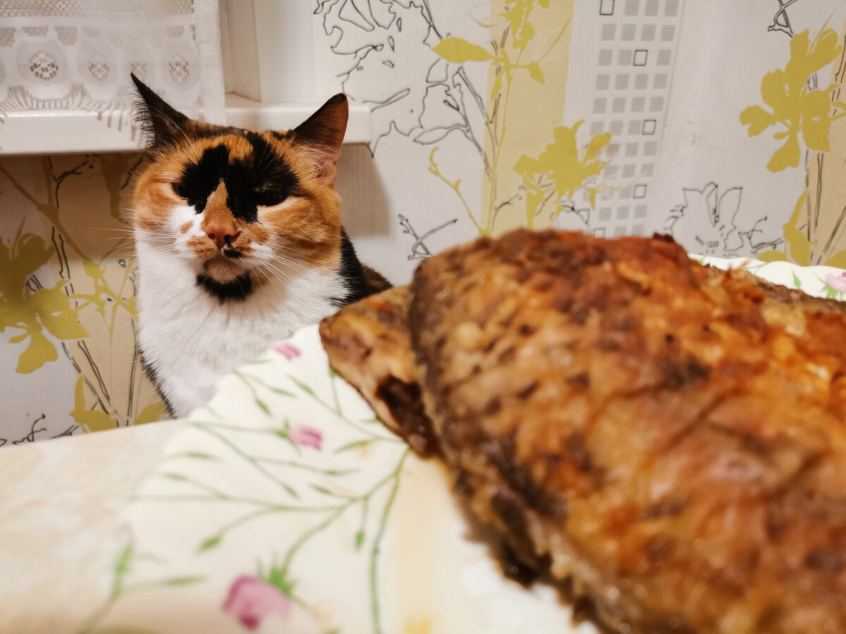 Северодвинск живодеры кот кузя. Коты в деле. Кота дело в том. Следователь допросил кота. Северодвинск живодеры кот кузя.