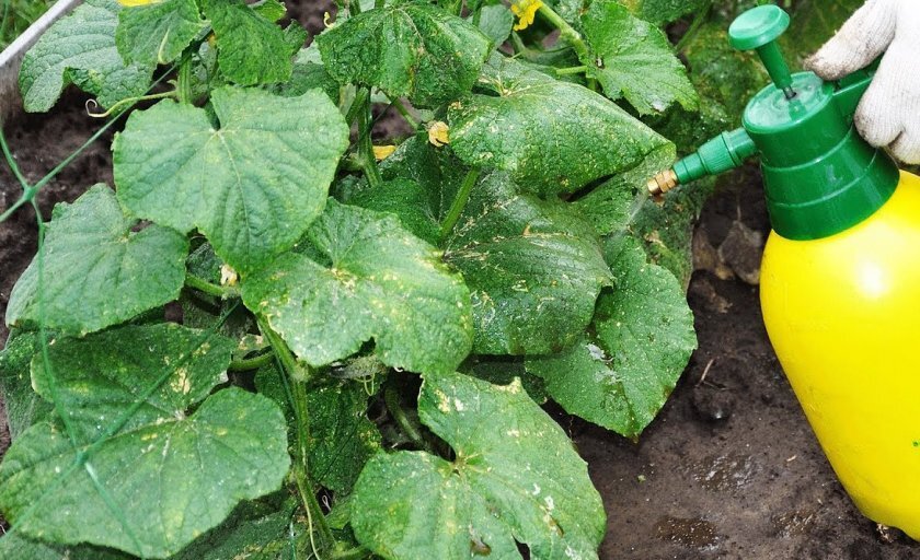 Опрыскивание жидким борным удобрением