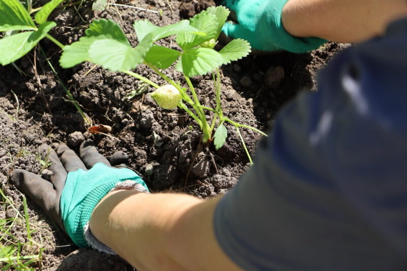 Клубника. Иллюстрация для статьи используется по стандартной лицензии ©ofazende.com