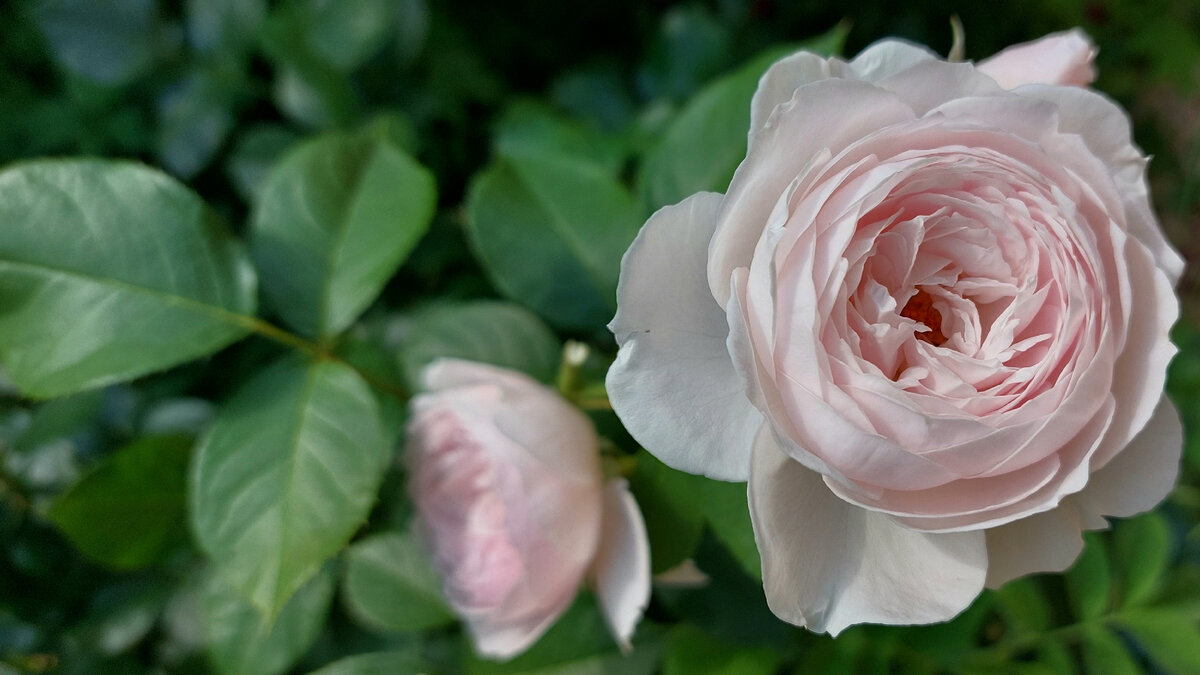 Роза флорибунда герцогиня кристина фото и описание