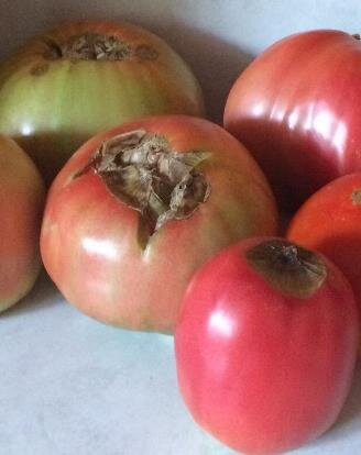 Вершинная  гниль томата