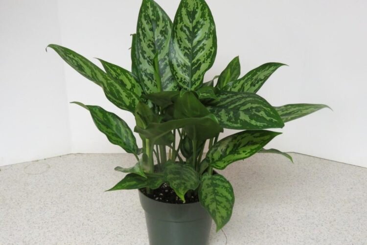 Aglaonema Plant Indoor air purifying plants, Plants, Indoor plants