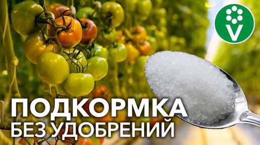 Помидоры, Перцы и Огурцы Преобразятся НА Глазах после этой подкормки без удобрений!